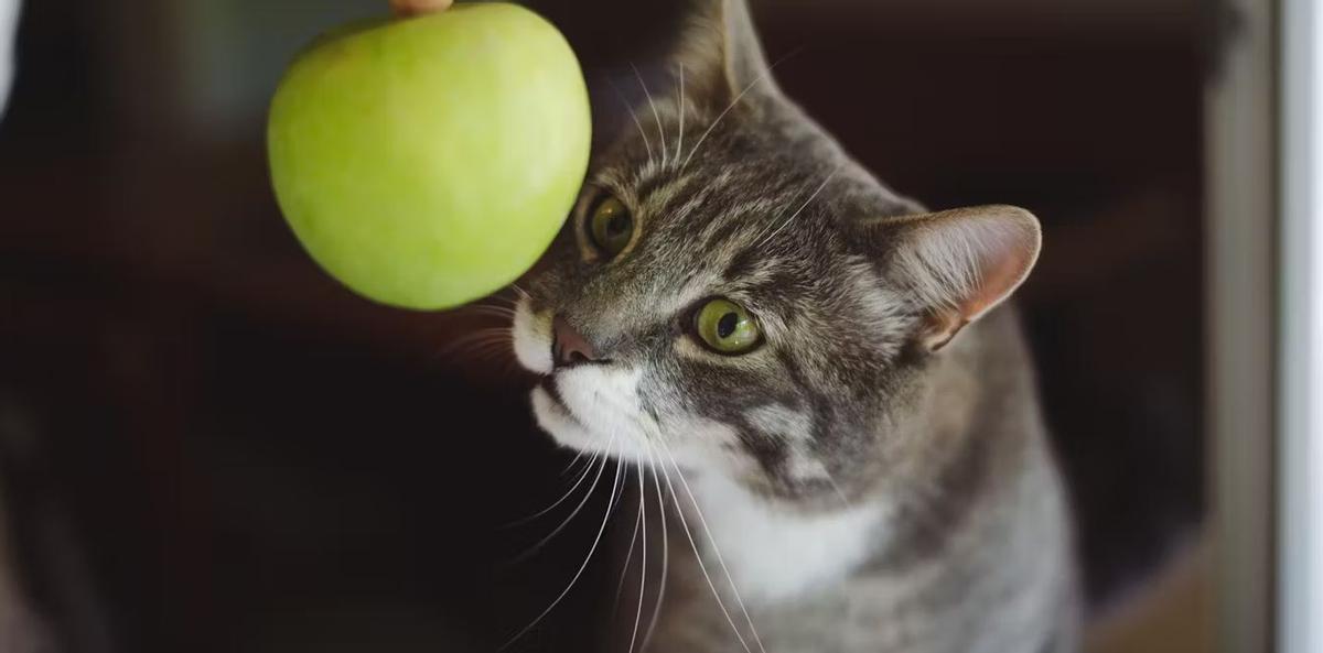 Un gato observando una fruta
