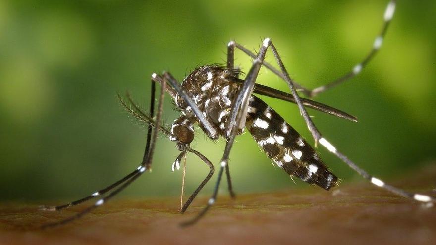 Torrent presenta una técnica pionera para combatir el mosquito tigre