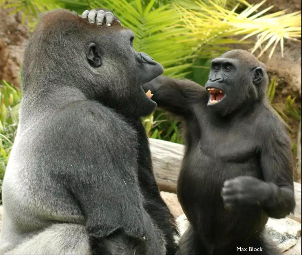 Dos gorilas bromeando.