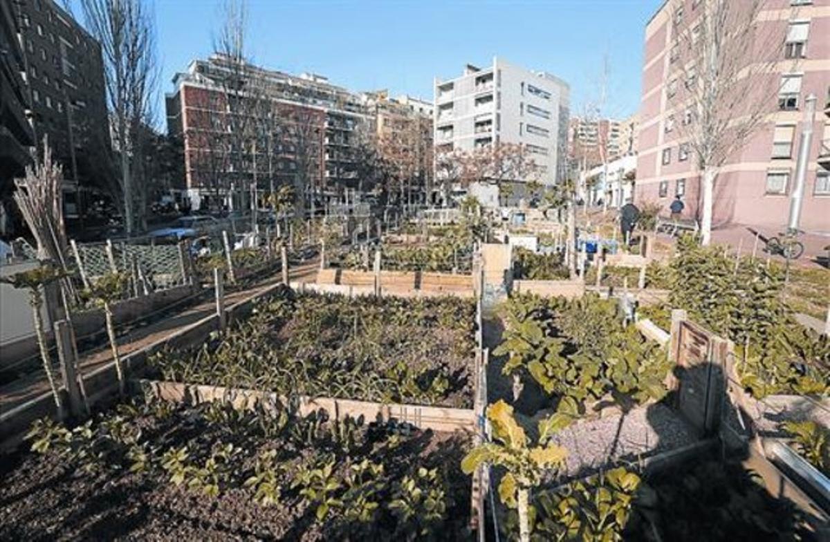 Hort de Porta sembrat als terrenys, abans abandonats, propietat de Núñez i Navarro a Nou Barris.