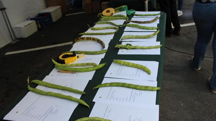Cincuenta centímetros de sabiduría agrícola: el agricultor Francisco Llobell cultiva la "fava més llarga" de Benitatxell