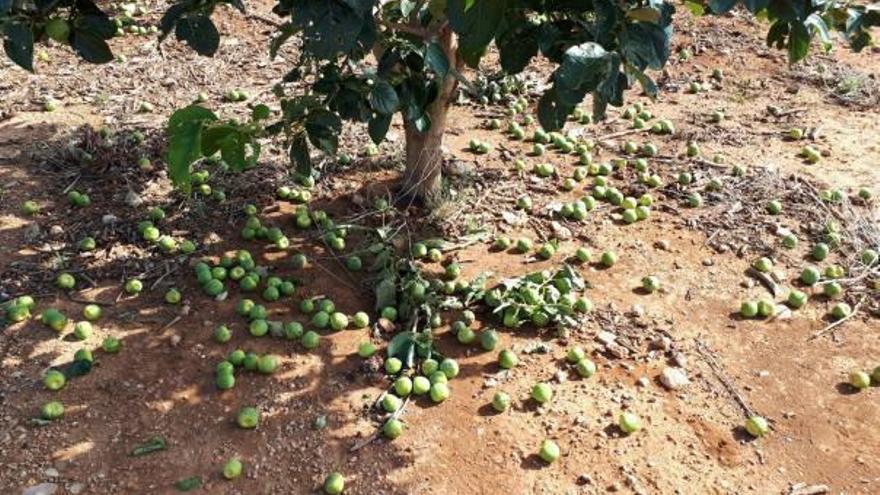 Un campo de caquis del término municipal de l&#039;Alcúdia con la fruta en el suelo.