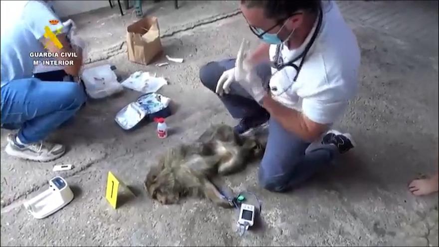 AAP Primadomus en Villena recibe dos monos de Gibraltar en grave estado