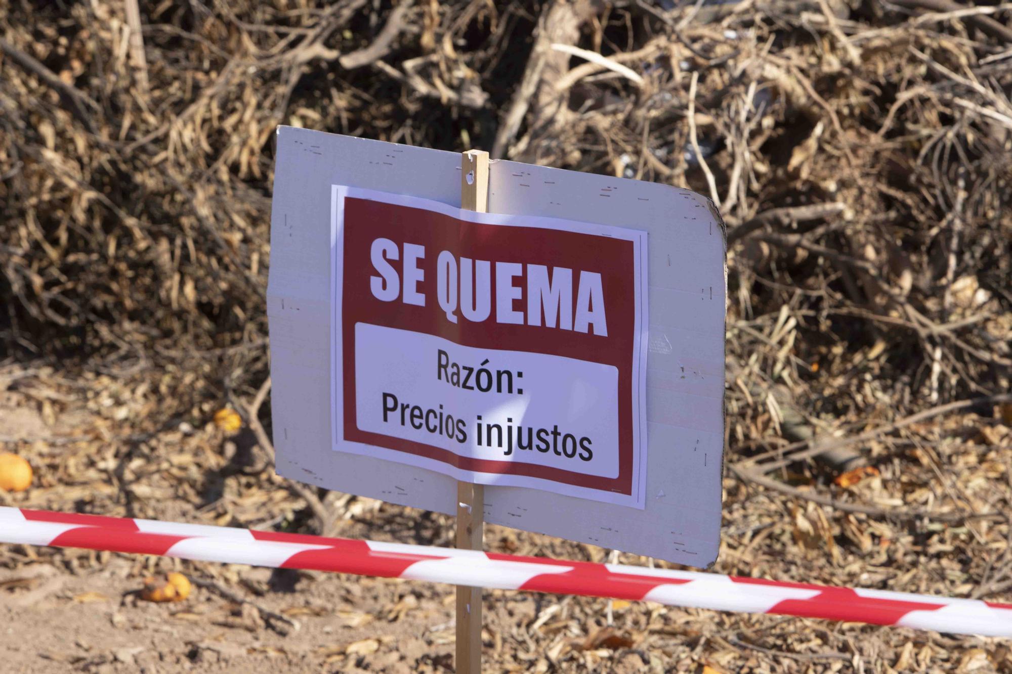 Quema de Naranjos arrancados por la baja rentabilidad en Algemesí.