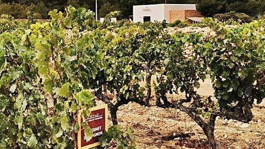 Vista de la bodega desde los viñedos de uva blanca, ya recogida.