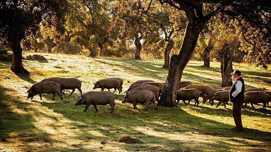 Un ganadero observa a los cerdos en la dehesa de Los Pedroches.