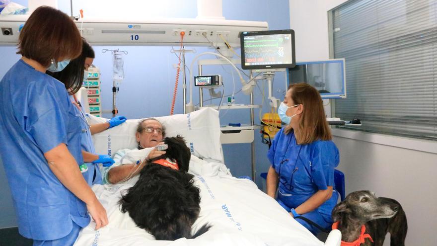 Així són la Vida i la Lu, els gossos terapèutics del programa que han posat en marxa l&#039;Hospital del Mar