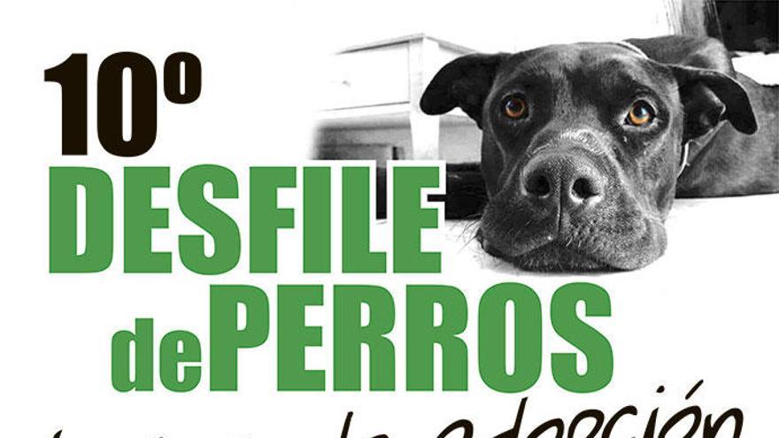 Peluditos de Son Reus con la colaboración del Ayuntamiento de Palma organiza un desfile de 25 perros en busca de hogar