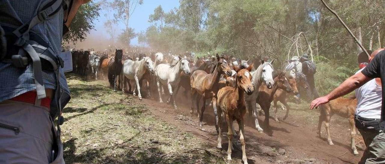 Bajada de las &#039;bestas&#039; al pueblo de Sabucedo durante la celebración de la Rapa, el pasado mes de julio. // Bernabé/Cris M.V.