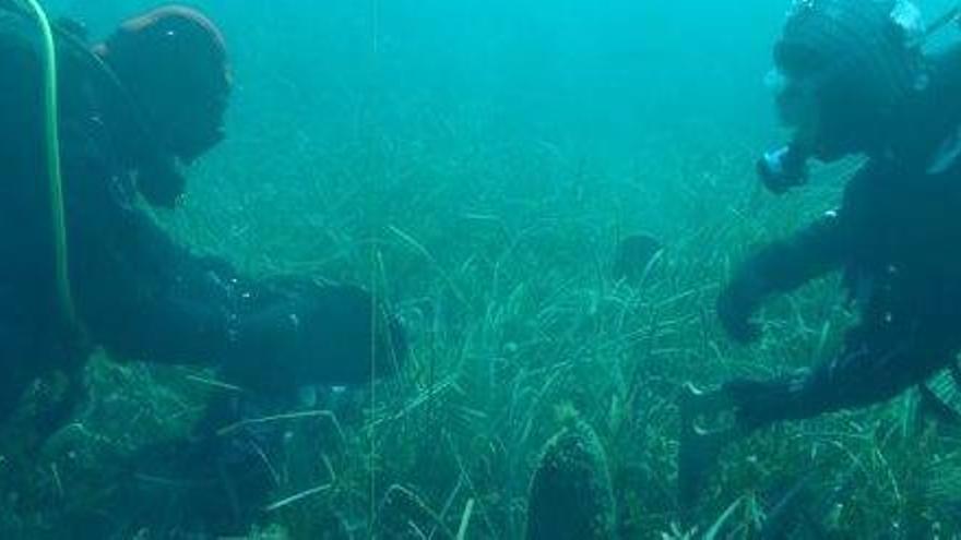 Alertan de nuevo de la mortandad masiva de la nacra por un parásito