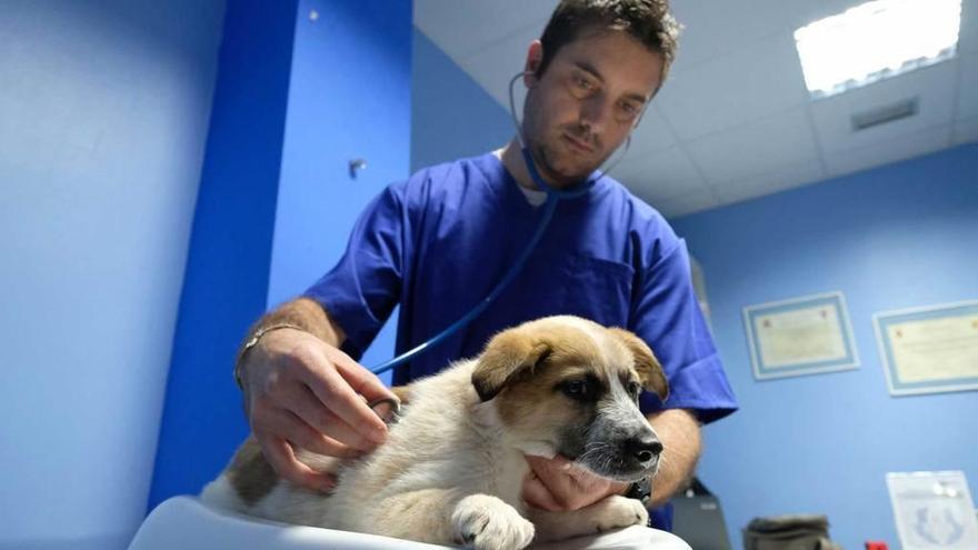 El veterinario Adrián Lavín, ayer por la mañana, examinando a &quot;Luna&quot;.