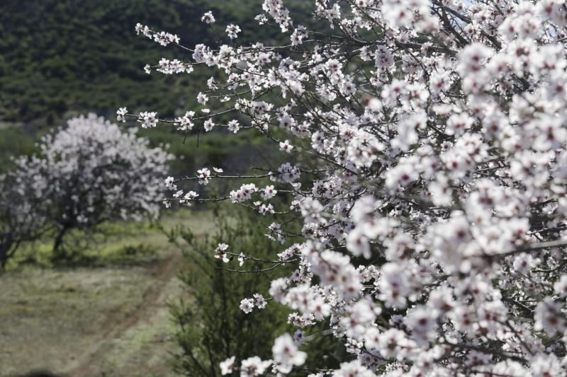 Ruta del Almendro en Flor en Santiago del Teide