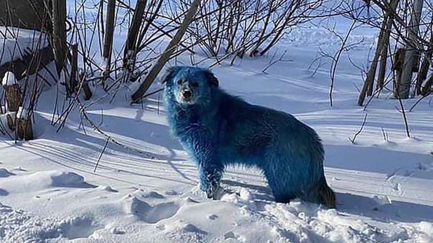 Perros azules en Rusia.