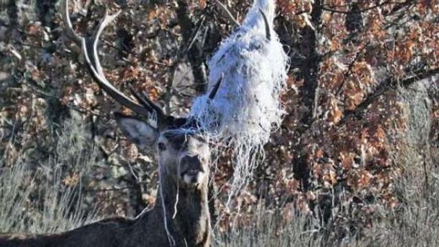 Un ciervo en apuros en Sanabria.