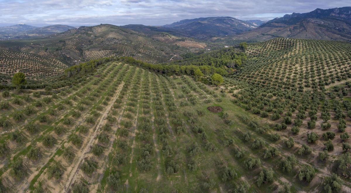 Vista panorámica aérea de un olivar de montaña en Jaén.