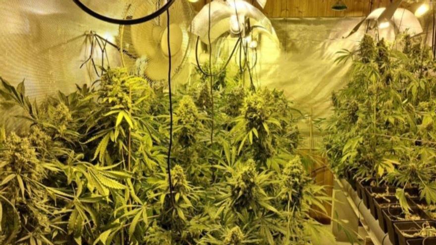 Intervenidas casi 1.800 plantas de marihuana en el operativo antidroga en el Baixo Miño que se saldó con 6 detenidos