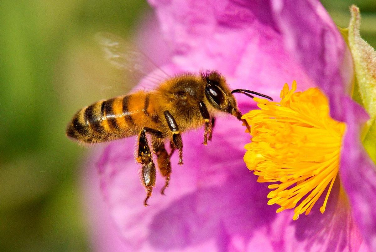 Una abeja junto a una flor