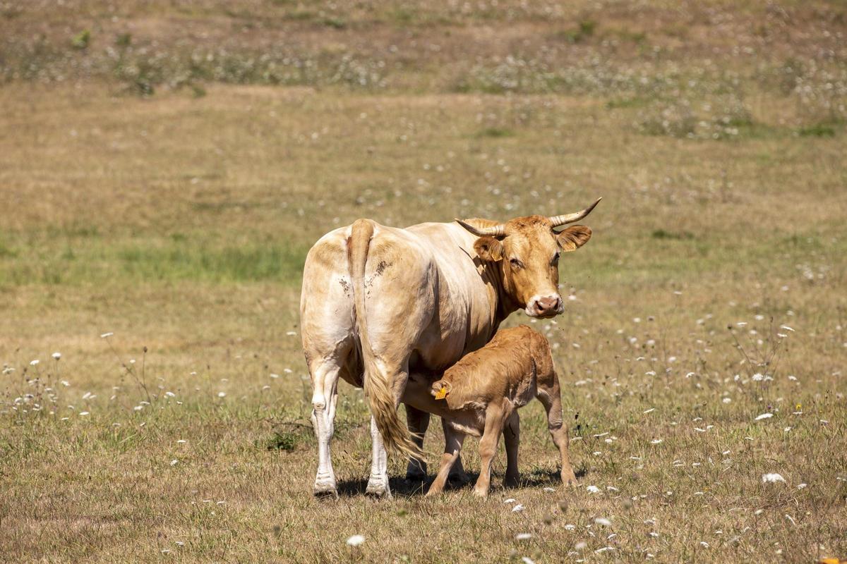 Una vaca, amamantando a su ternero