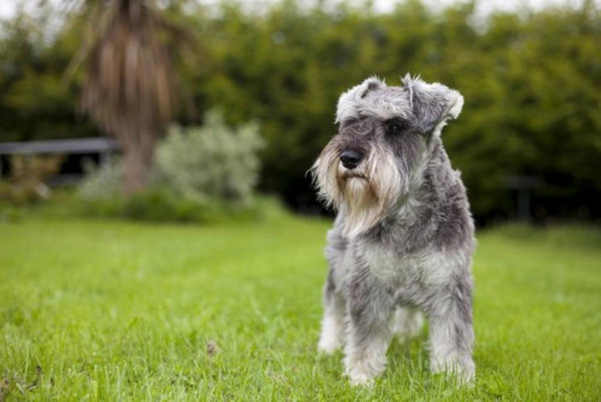 schnauzer.jpg