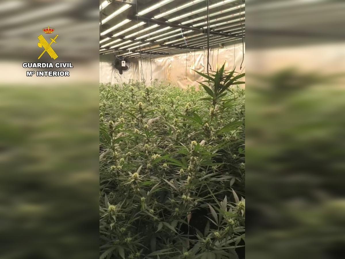 Una de las plantaciones de marihuana