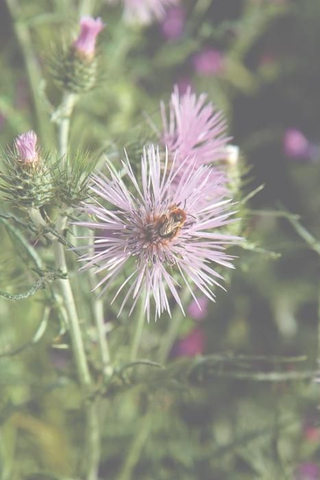 Blütenmeer am Wegesrand