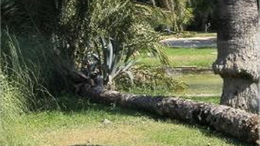 La caída de una palmera en Viveros activa la alerta por unos hongos que se comen la madera