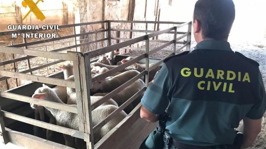 Detenido por denunciar falsos robos de ganado para cobrar el seguro