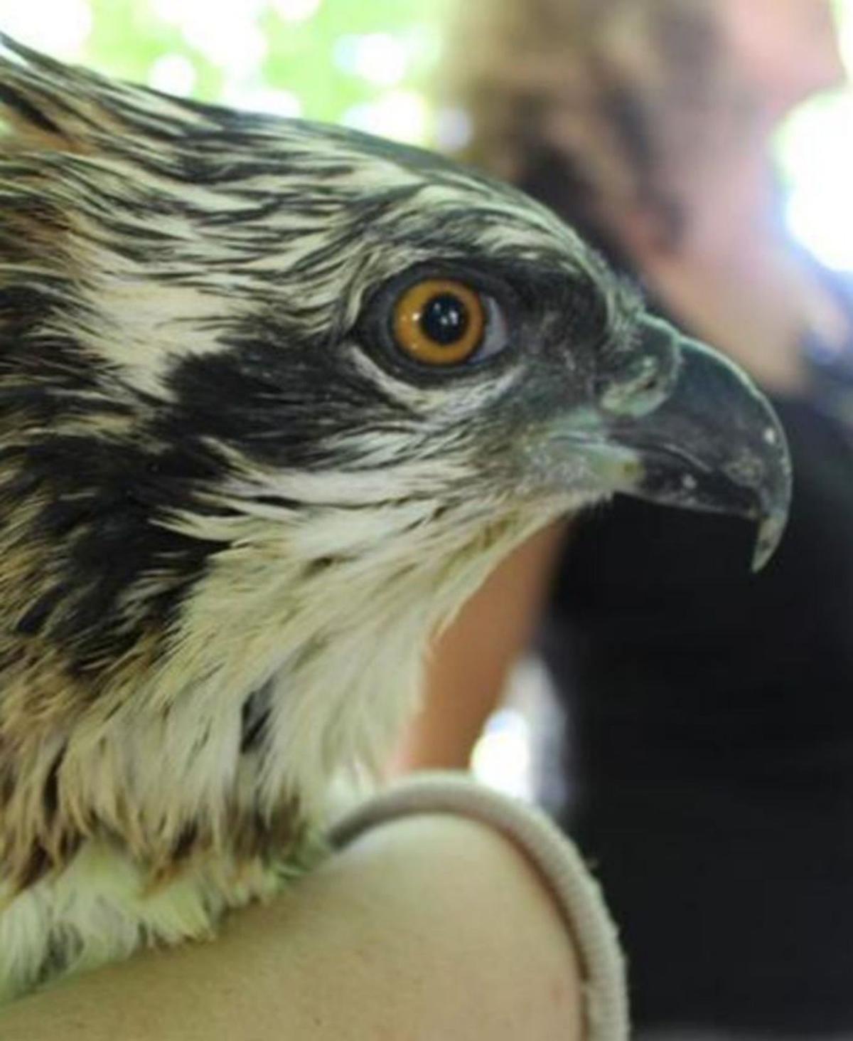 Polluelo reintroducido en la Marjal de Pego-Oliva.