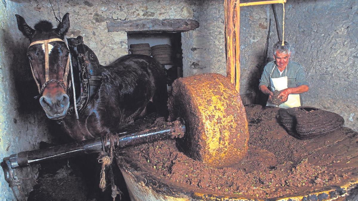 Elaboración de aceite en Cas Costas de Benimussa.