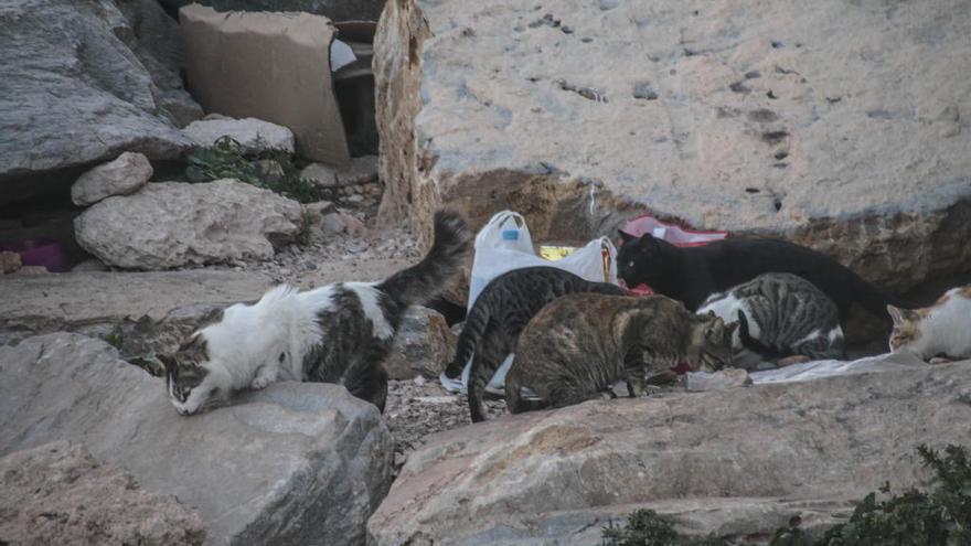 Gatos en una colonia de la provincia.