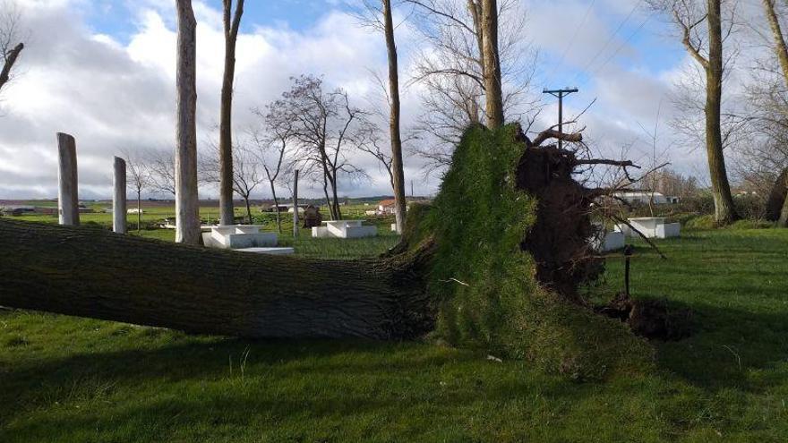 Destrozos provocados por el viento en el Cuaiz de Fuentesaúco