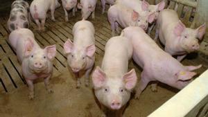 Les macrogranges de porcs tenen un problema i no és Garzón: és el mercat xinès