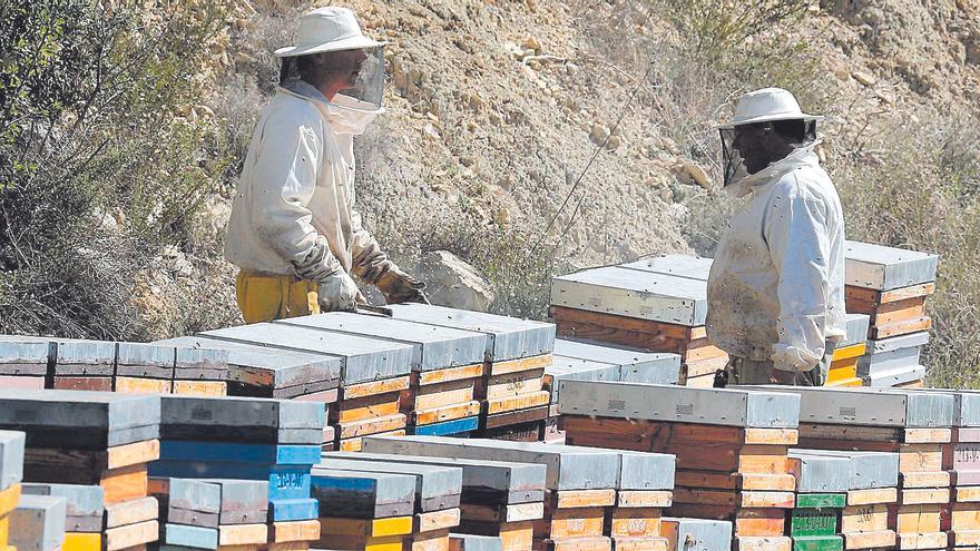 El Consell deja para 2023 los cambios en el polémico decreto de la &#039;pinyolà&#039;