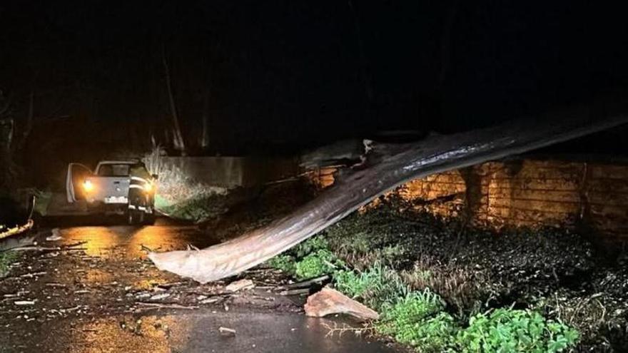 Precaución: un árbol invade la calzada en la carretera del pantano de Valdesalor a la altura del acueducto