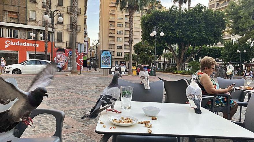 Palomas en una terraza, en una foto del pasado verano. | EMMA SANCHIS