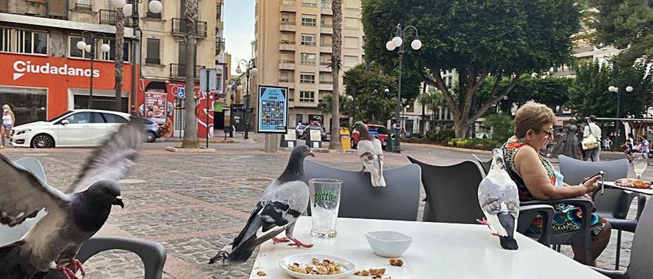 Palomas en una terraza, en una foto del pasado verano. | EMMA SANCHIS