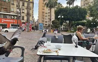 Alzira reclama a los vecinos que dejen de alimentar a las palomas urbanas