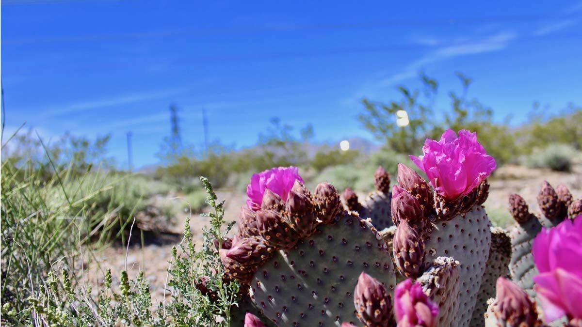 Un cactus florece al lado de los paneles fotovoltaicos situados en el desierto de Mojave, en Estados Unidos.