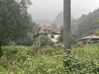 Un jabalí en la finca Les Llanes, en Covadonga