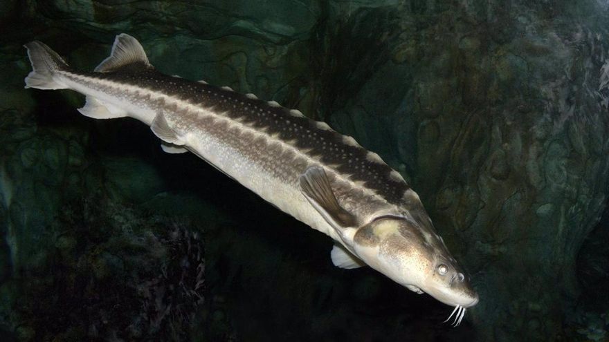 Liberan otros 50 esturiones en el Ebro para resucitar esta especie desaparecida en España