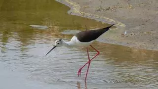 Este fin de semana, Día de las Aves con observaciones en 120 puntos de toda España