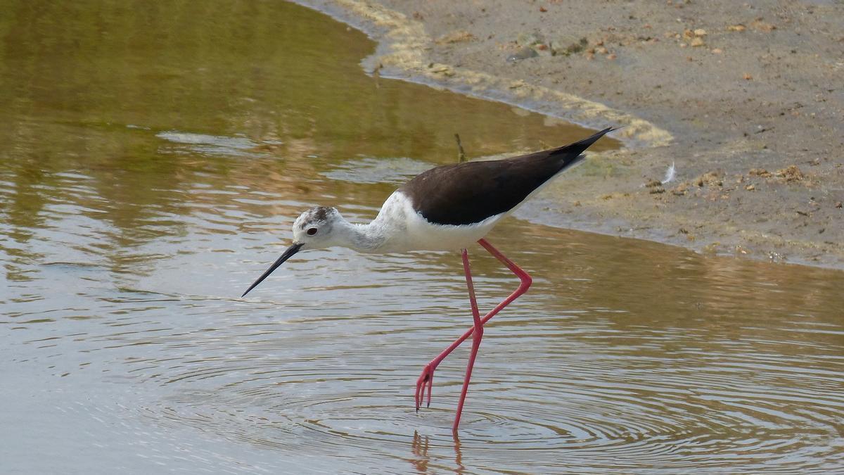 Una cigüeñuela común en el Delte de l'Ebre