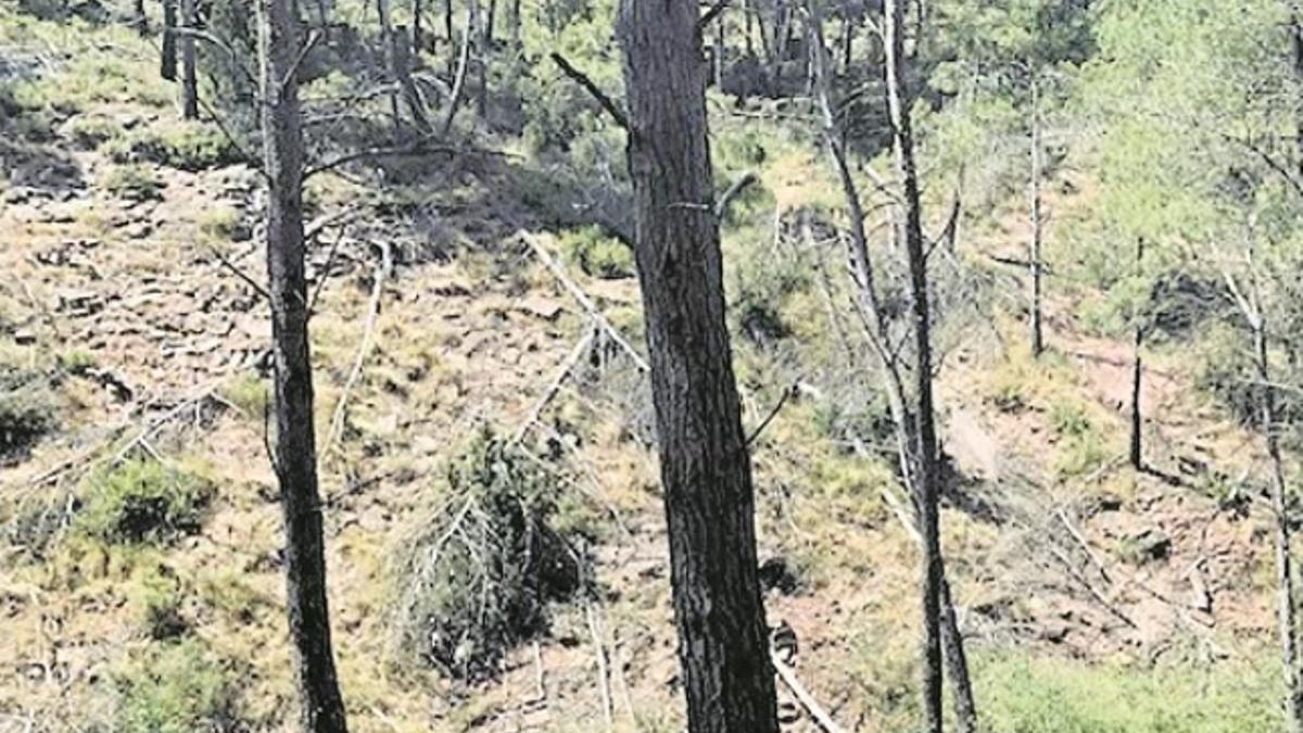 Los árboles llevan hacinados sobre el suelo del bosque de Torás desde enero del 2017.