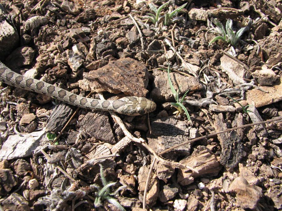 Culebra de herradura.