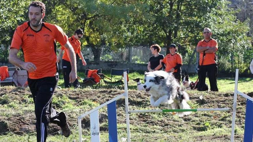 Campeonato de agility en la pasada edición. // Bernabé/Gutier