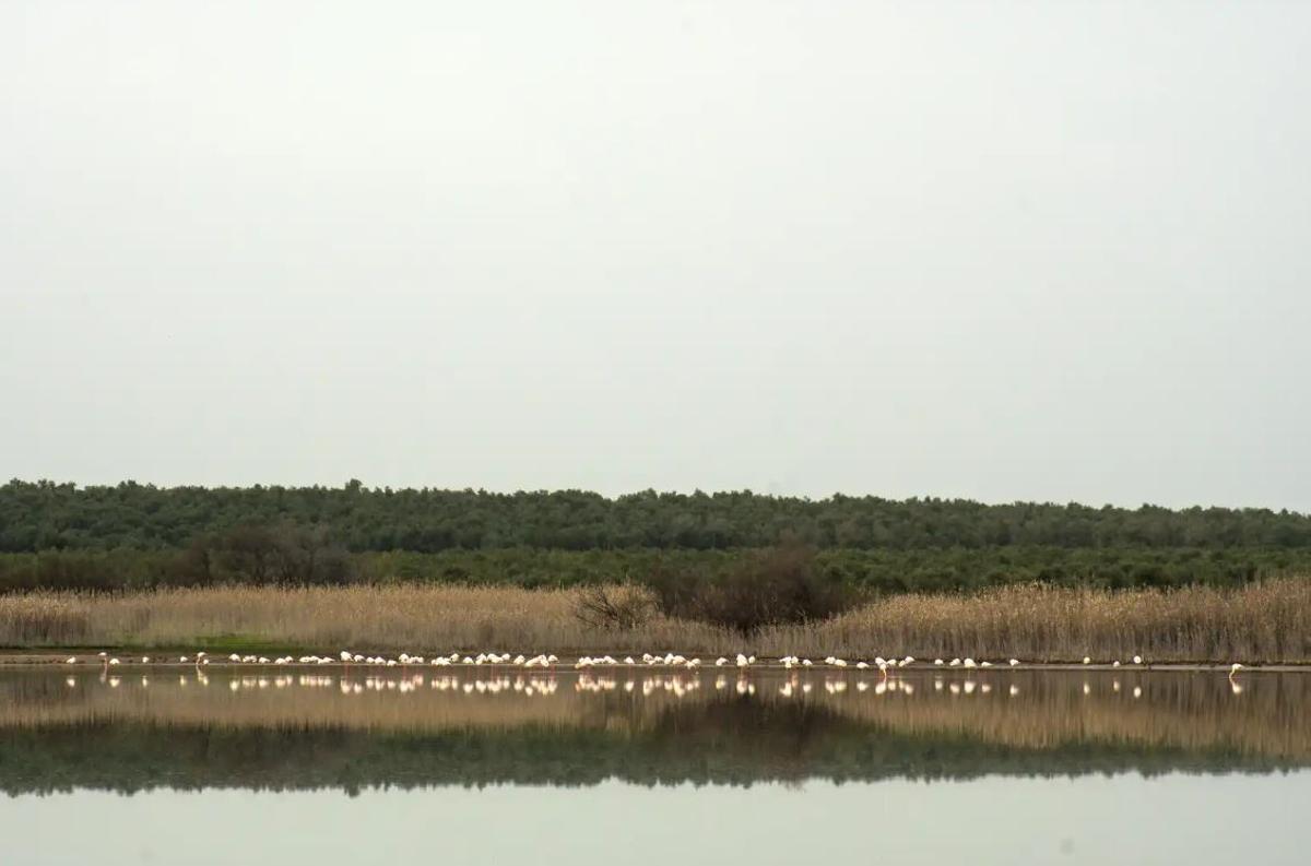 Reserva Natural Laguna de la Ratosa, en Málaga