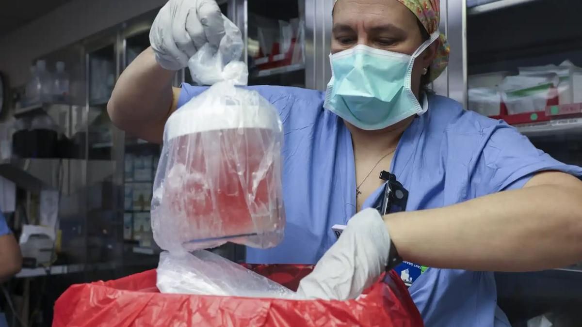 Una enfermera extrae el riñón de cerdo antes de trasplantarlo en marzo de 2024 a un paciente en el Massachusetts General Hospital.