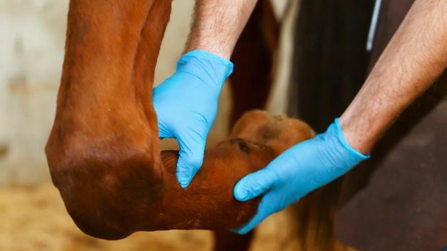 Un veterinario revisa la pata de un caballo.