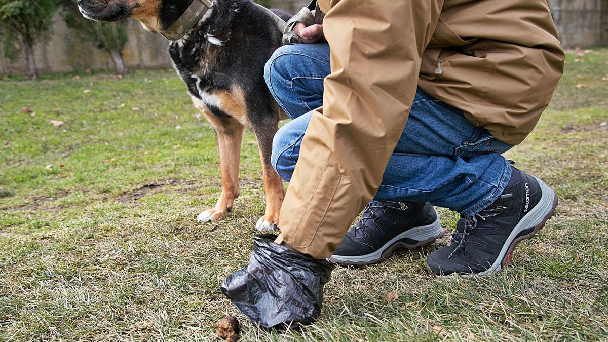 El dueño de un perro recoge su caca en una zona verde de Zamora.