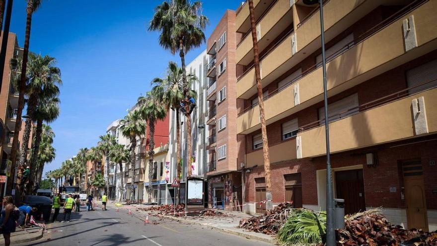 Torrent inicia la poda y cepillado de palmeras para garantizar la salud del arbolado urbano